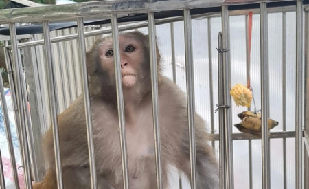 Đã bắt được con khỉ hoang quậy phá bãi xe ở Hà Nội