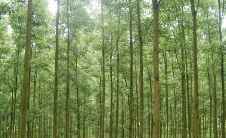Không còn “gặt lúa non”, người dân trồng rừng gỗ lớn cho thu nhập cao